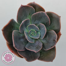 Load image into Gallery viewer, Echeveria Blue Metal (Single)