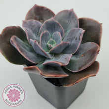 Load image into Gallery viewer, Echeveria Blue Metal (Single)