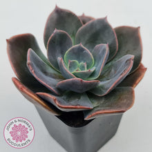 Load image into Gallery viewer, Echeveria Blue Metal (Single)