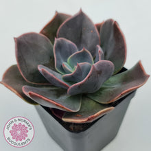 Load image into Gallery viewer, Echeveria Blue Metal (Single)