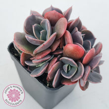 Load image into Gallery viewer, Echeveria Blue Metal (Single)