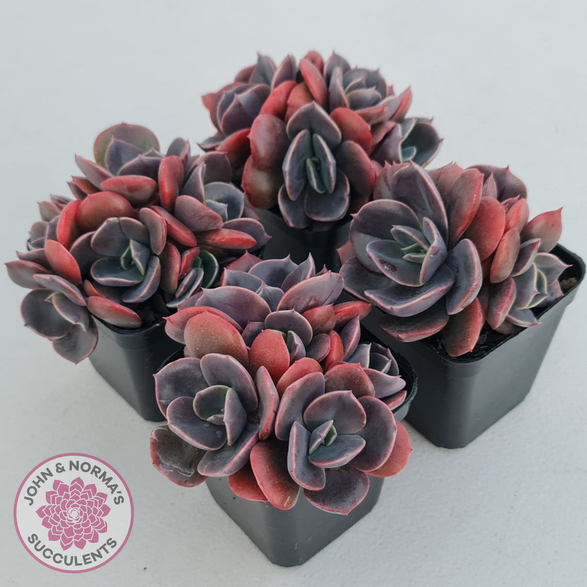 Echeveria Blue Metal (Single)