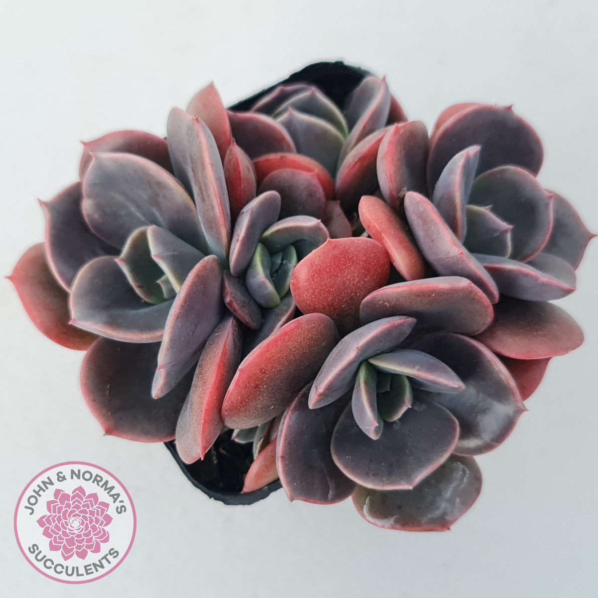 Echeveria Blue Metal (Single)