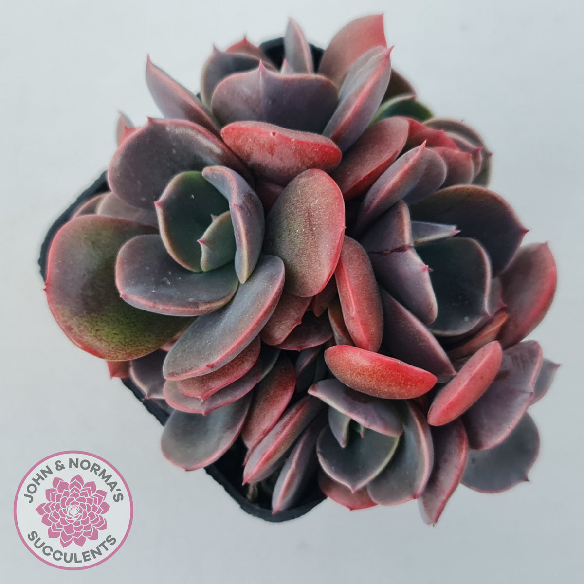 Echeveria Blue Metal (Single)