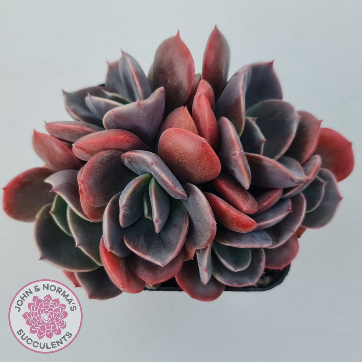 Echeveria Blue Metal (Single)