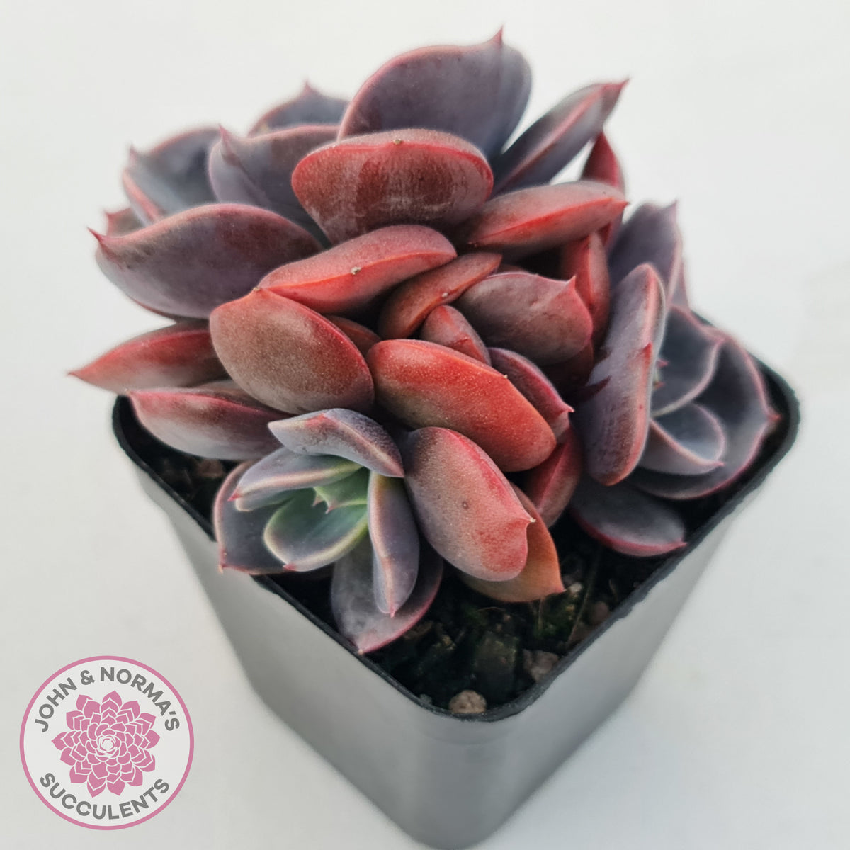 Echeveria Blue Metal (Single)