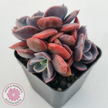 Load image into Gallery viewer, Echeveria Blue Metal (Single)