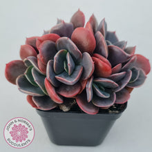 Load image into Gallery viewer, Echeveria Blue Metal (Single)