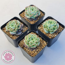 Load image into Gallery viewer, Echeveria 'Blue Peacock' - John & Norma's Succulents Australia