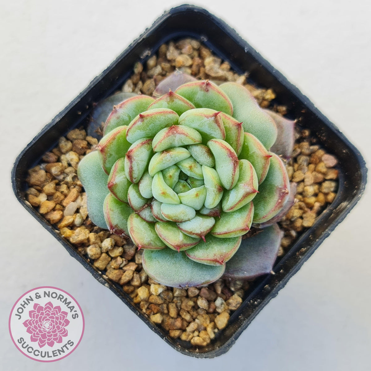 Echeveria 'Blue Peacock'