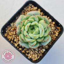 Load image into Gallery viewer, Echeveria 'Blue Peacock' - John & Norma's Succulents Australia