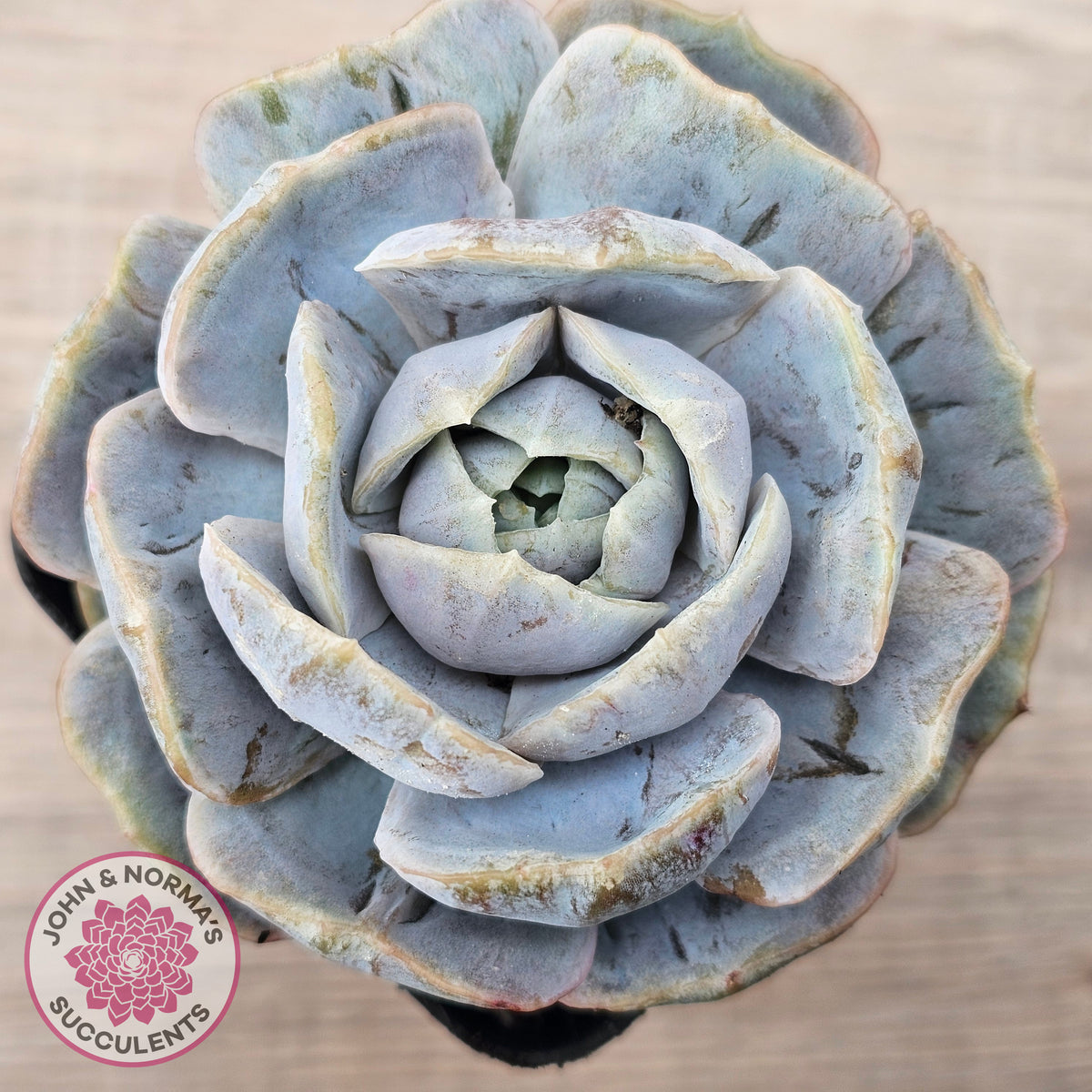 Echeveria 'Blue Surprise' Monstrose