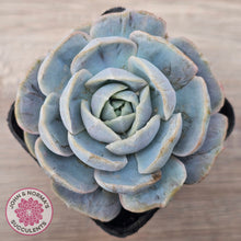Load image into Gallery viewer, Echeveria 'Blue Surprise' Monstrose
