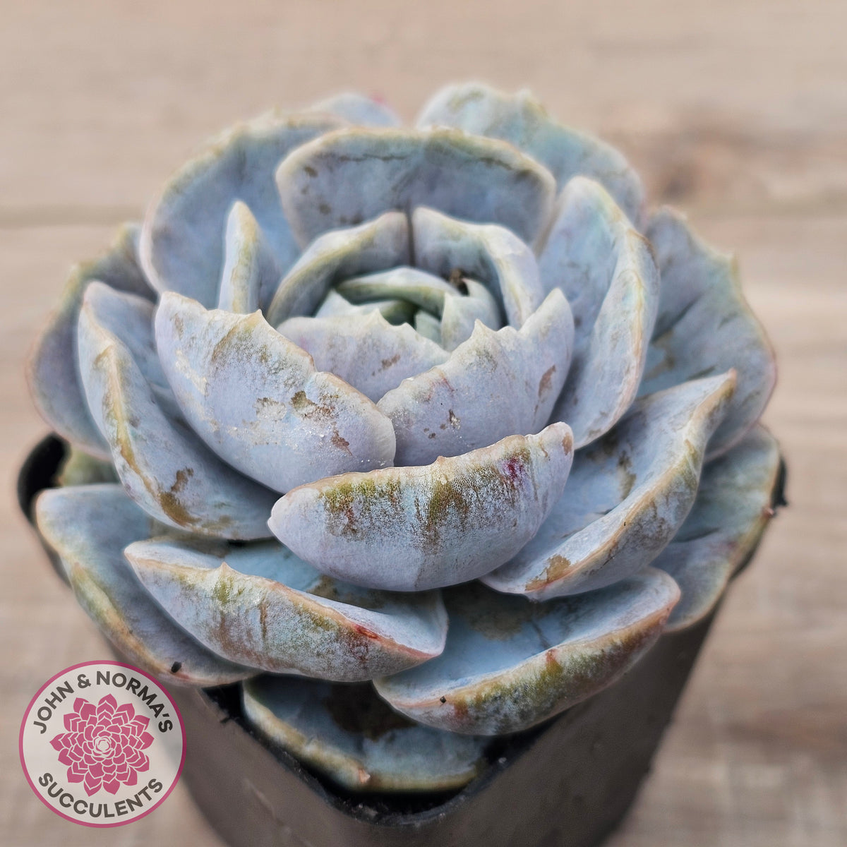Echeveria 'Blue Surprise' Monstrose