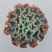 Load image into Gallery viewer, Mature Echeveria 'Blue Waves' Display photo, showing  stunning wavy edged leaves in shades of glaucous blue green, with orange-red highlights on older leaves, providing a visual feast.