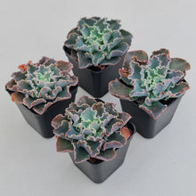 Load image into Gallery viewer, Stunning Echeveria blue waves plants, in shades of blue green, displayed in 70mm pots