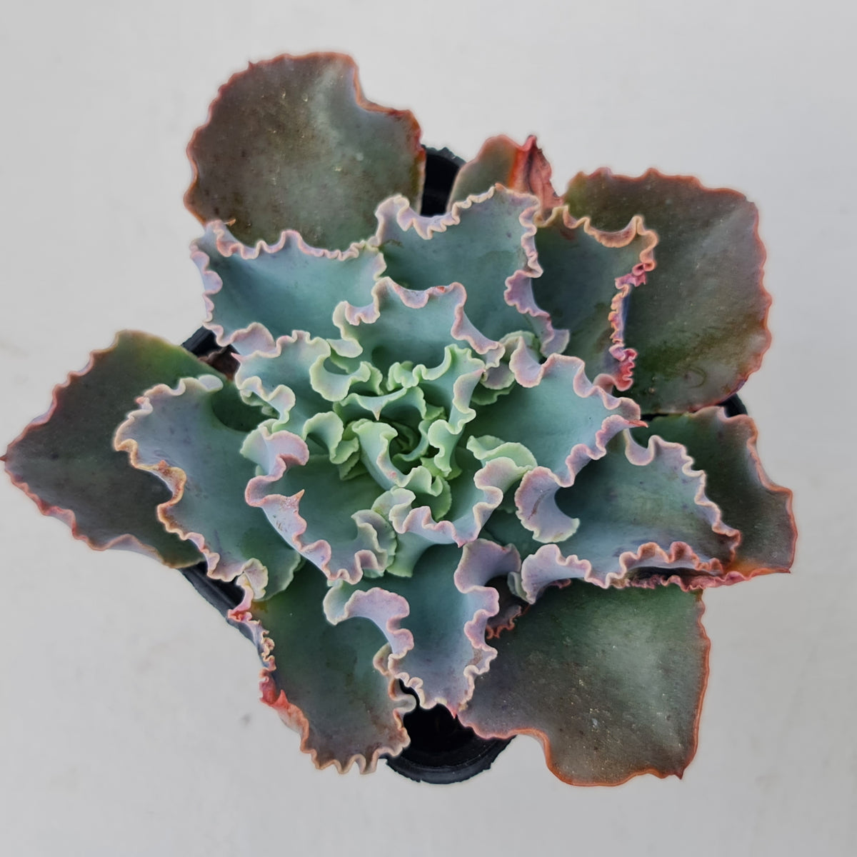 Echeveria 'Blue Waves'