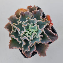 Load image into Gallery viewer, Stunning Echeveria blue waves plants, in shades of blue green, displayed in 70mm pot