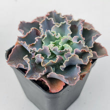 Load image into Gallery viewer, Stunning Echeveria blue waves plants, in shades of blue green, displayed in 70mm pot