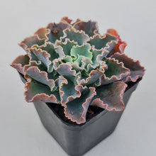 Load image into Gallery viewer, Stunning Echeveria blue waves plants, in shades of blue green, displayed in 70mm pot