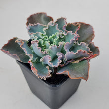 Load image into Gallery viewer, Stunning Echeveria blue waves plants, in shades of blue green, displayed in 70mm pot