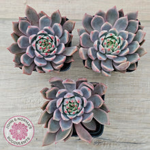 Load image into Gallery viewer, Echeveria 'Bonifica'