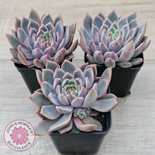 Load image into Gallery viewer, Echeveria 'Bonifica'