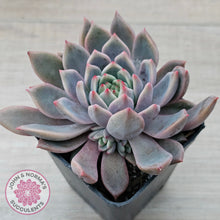 Load image into Gallery viewer, Echeveria 'Bonifica'