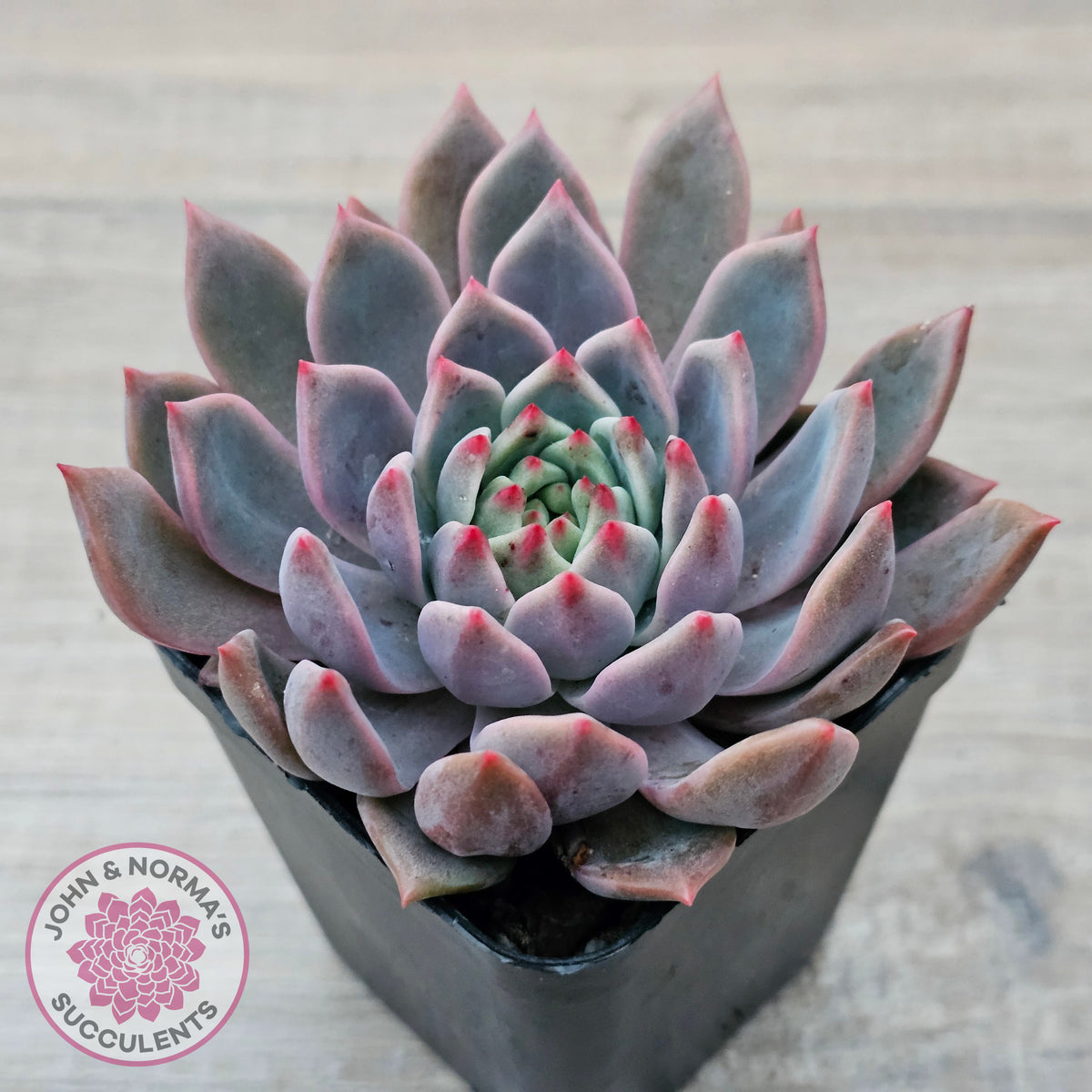 Echeveria 'Bonifica'