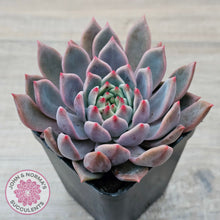 Load image into Gallery viewer, Echeveria 'Bonifica'