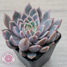 Load image into Gallery viewer, Echeveria 'Bonifica'