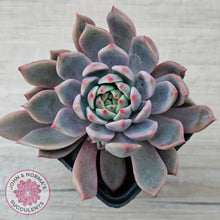 Load image into Gallery viewer, Echeveria 'Bonifica'