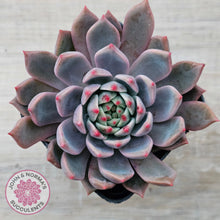 Load image into Gallery viewer, Echeveria 'Bonifica'