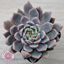 Load image into Gallery viewer, Echeveria 'Bonifica'