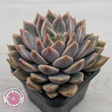 Load image into Gallery viewer, Echeveria 'Bonifica'