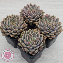 Load image into Gallery viewer, Echeveria 'Bonifica'