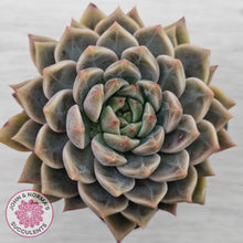 Load image into Gallery viewer, Echeveria 'Bonifica'