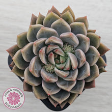 Load image into Gallery viewer, Echeveria 'Bonifica'