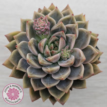 Load image into Gallery viewer, Echeveria 'Bonifica'