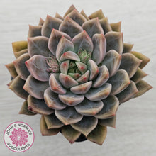Load image into Gallery viewer, Echeveria 'Bonifica'