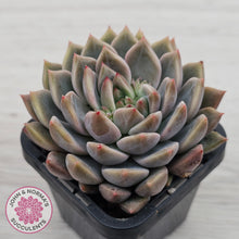 Load image into Gallery viewer, Echeveria 'Bonifica'