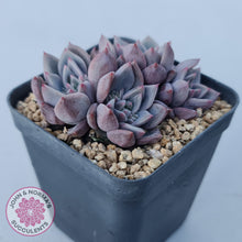 Load image into Gallery viewer, Echeveria 'Bonifica'