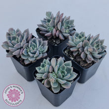Load image into Gallery viewer, Echeveria 'Bonifica'