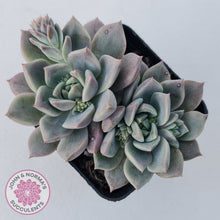 Load image into Gallery viewer, Echeveria 'Bonifica'