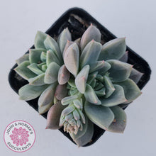 Load image into Gallery viewer, Echeveria 'Bonifica'