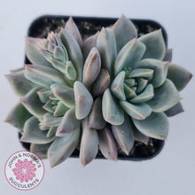 Load image into Gallery viewer, Echeveria 'Bonifica'