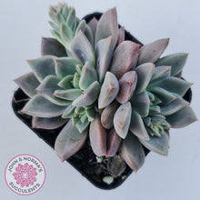 Load image into Gallery viewer, Echeveria 'Bonifica'