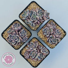Load image into Gallery viewer, Echeveria 'Bonifica'