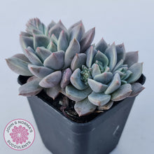 Load image into Gallery viewer, Echeveria 'Bonifica'