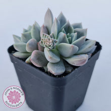 Load image into Gallery viewer, Echeveria 'Bonifica'